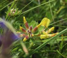 Слика од Cytisus hirsutus L.