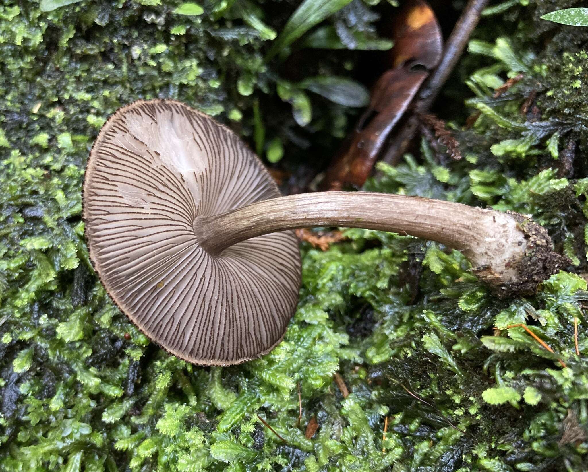 Image of Pluteus similis E. Horak 2008