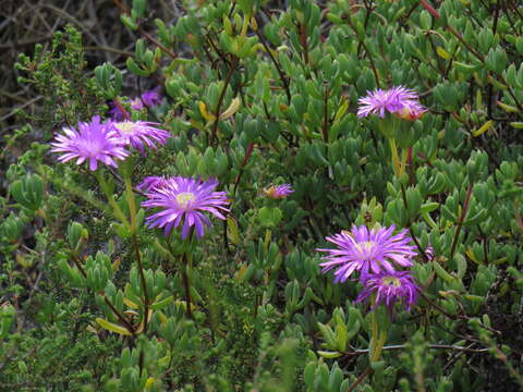 Imagem de Lampranthus falciformis var. falciformis