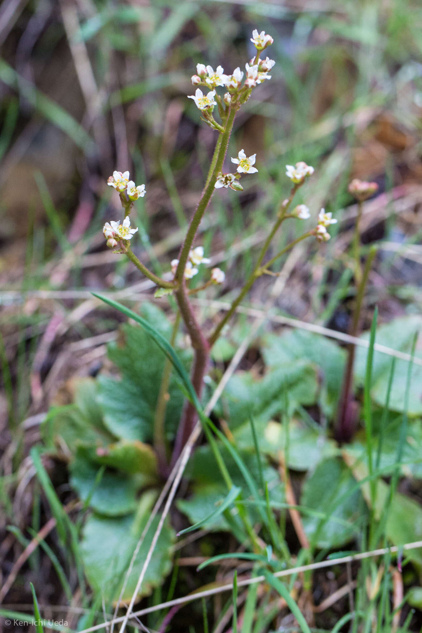 Imagem de Micranthes integrifolia (Hook.) Small