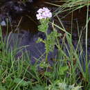 Sivun Cardamine raphanifolia subsp. acris (Griseb.) O. E. Schulz kuva