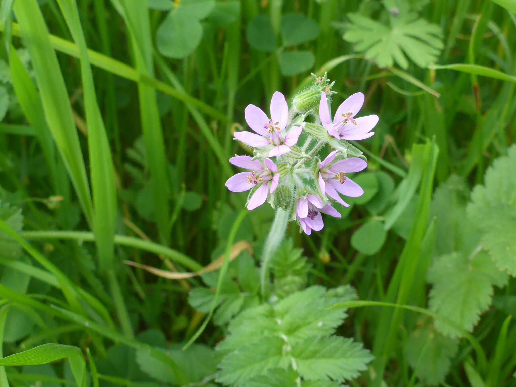 Image of musky stork's bill