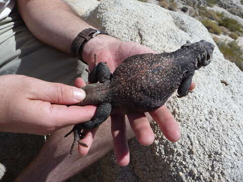 Image of Common Chuckwalla