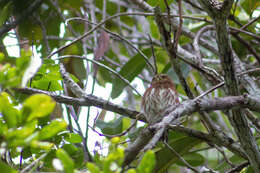 Glaucidium minutissimum (Wied-Neuwied 1830) resmi