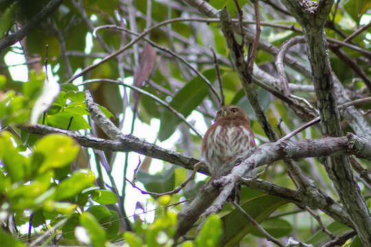 Image of Brazilian Pygmy-Owl