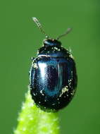 Image of willow leaf beetle