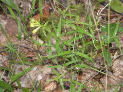 Image of Melampyrum pratense subsp. commutatum (Tausch ex A. Kern.) C. E. Britton