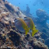 Image of Barhead spinefoot