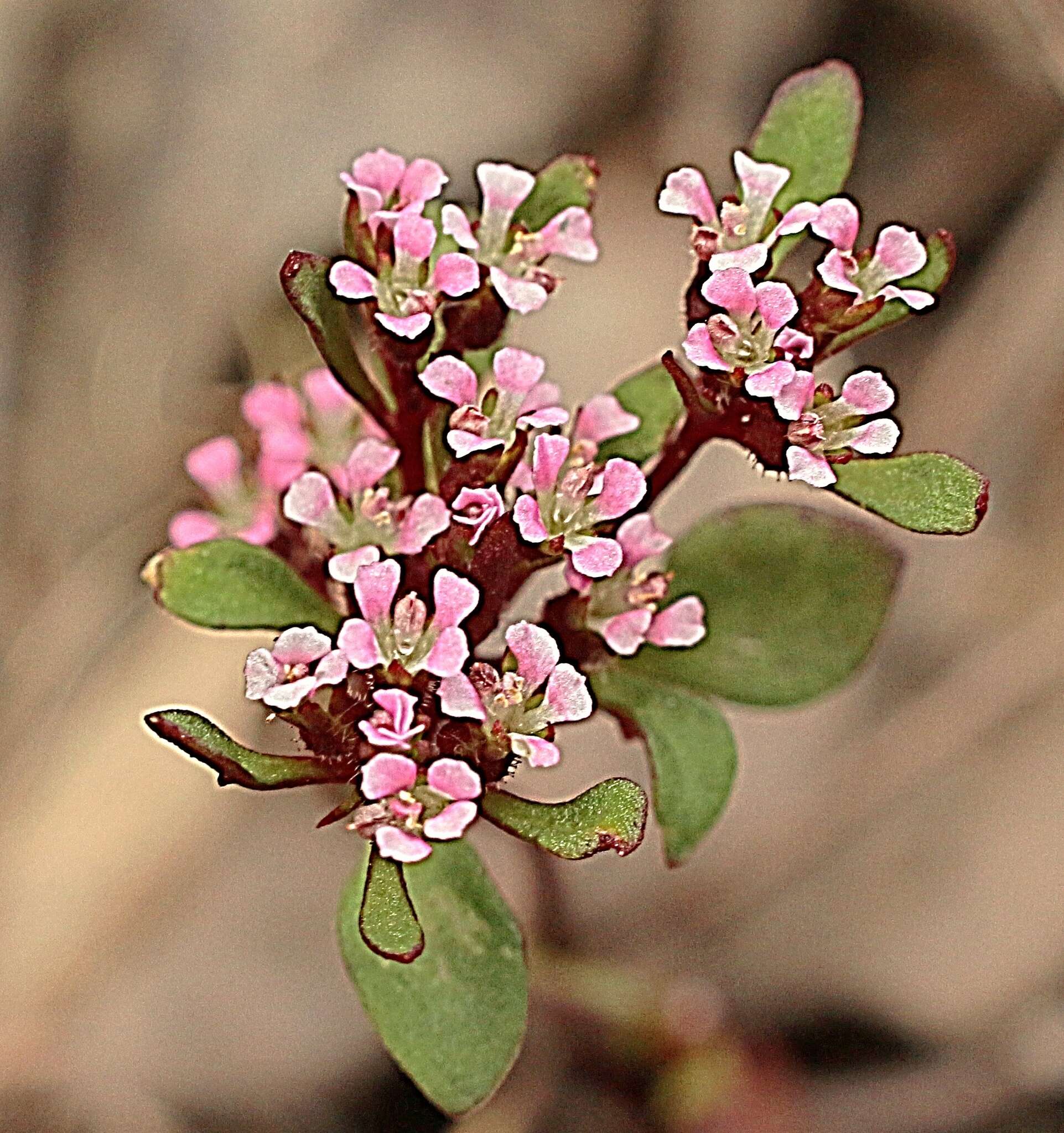 Image of Levenhookia pusilla R. Br.