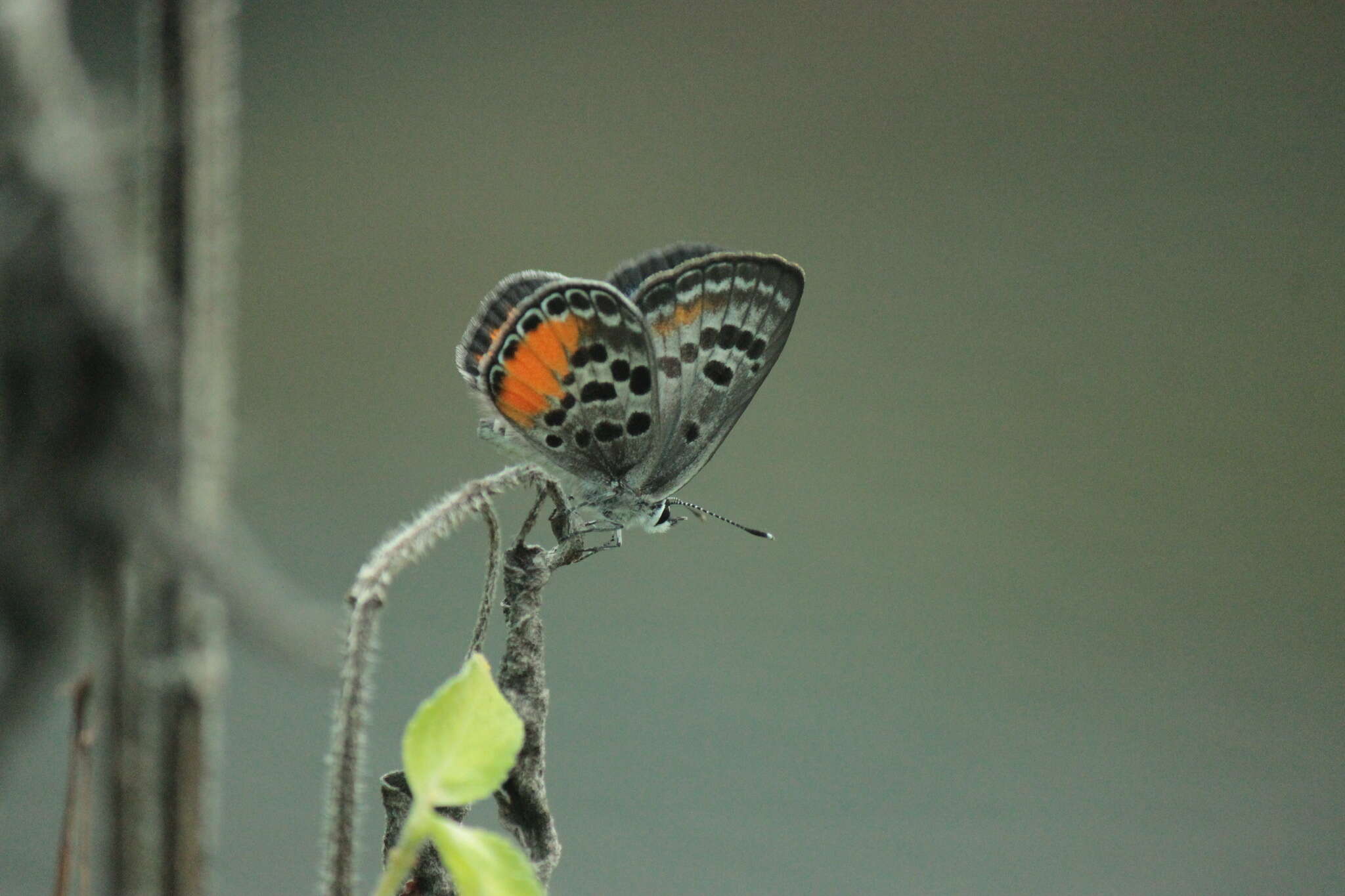 Image of Luthrodes cleotas (Guérin-Méneville 1829)