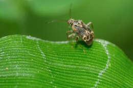 Charagochilus longicornis Reuter 1885 resmi