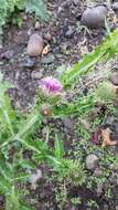 Image of Cotton Thistle