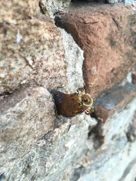 Image of Fiebrig's Stingless Bee