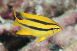 Image of Behn's damsel