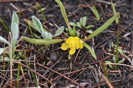 Ranunculus alismifolius Geyer ex Benth. resmi