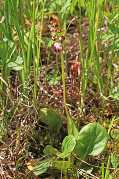 Image de Pyrola asarifolia subsp. asarifolia