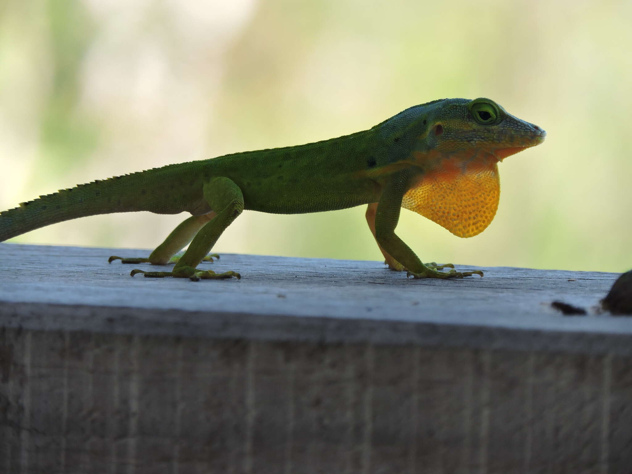 Image of Panther Anole