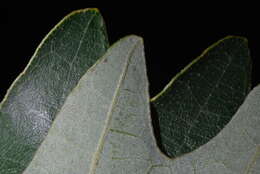 Image of hybrid oak