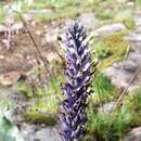 Слика од Lagotis crassifolia Prain