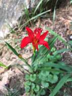 Image of Crocosmia Planch.