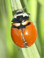 Image of Three-banded Lady Beetle