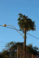 Image of Ficus luschnathiana (Miq.) Miq.