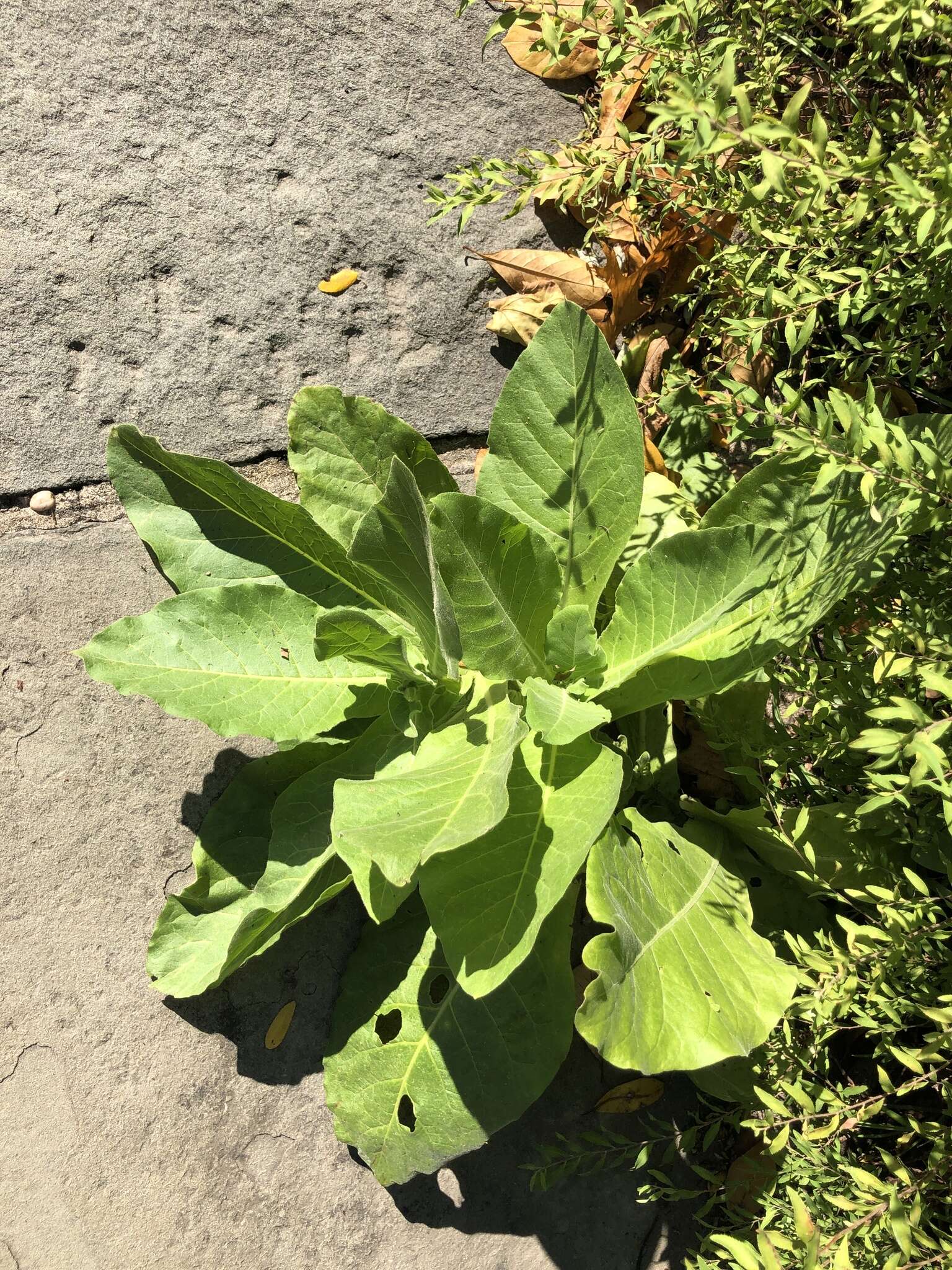 Image of South American tobacco