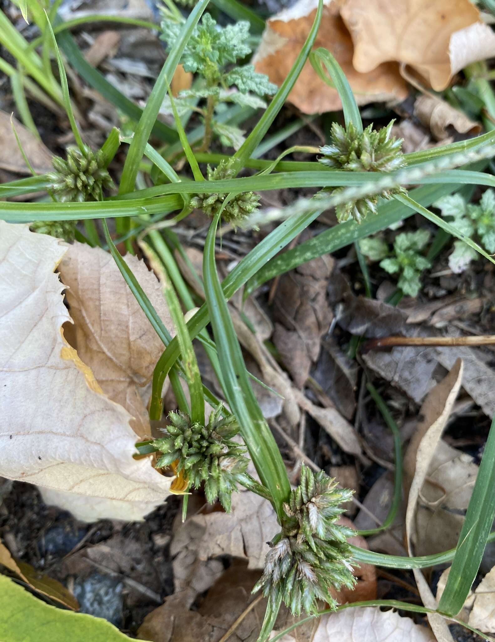 Image of Cyperus nipponicus Franch. & Sav.