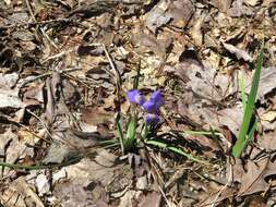 Image of dwarf violet iris