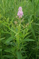 Image of willowleaf meadowsweet