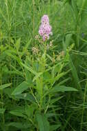 Слика од Spiraea salicifolia L.