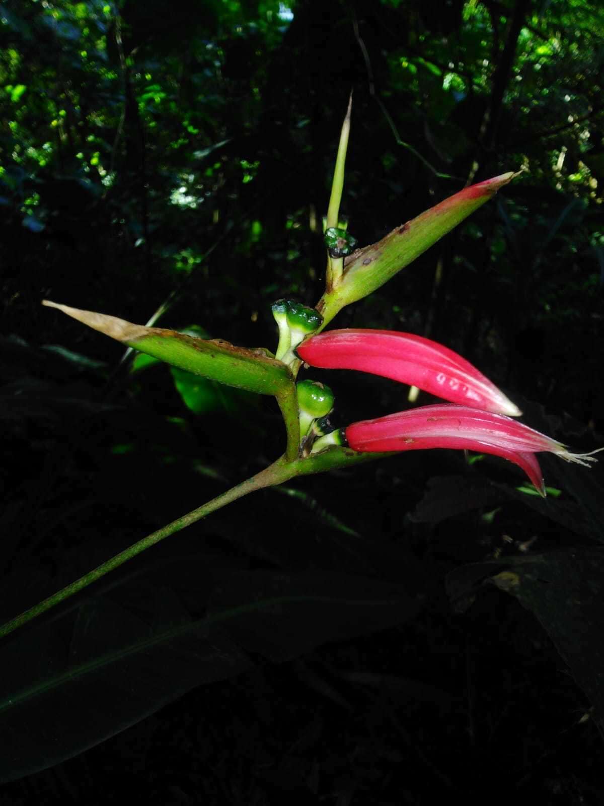 Image of Shining False-Bird-of-Paradise