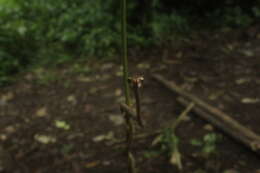 Image of Blunt-head Slug Snake