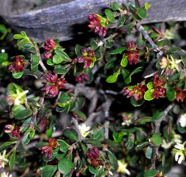 Image of Dodonaea bursariifolia F. Müll.