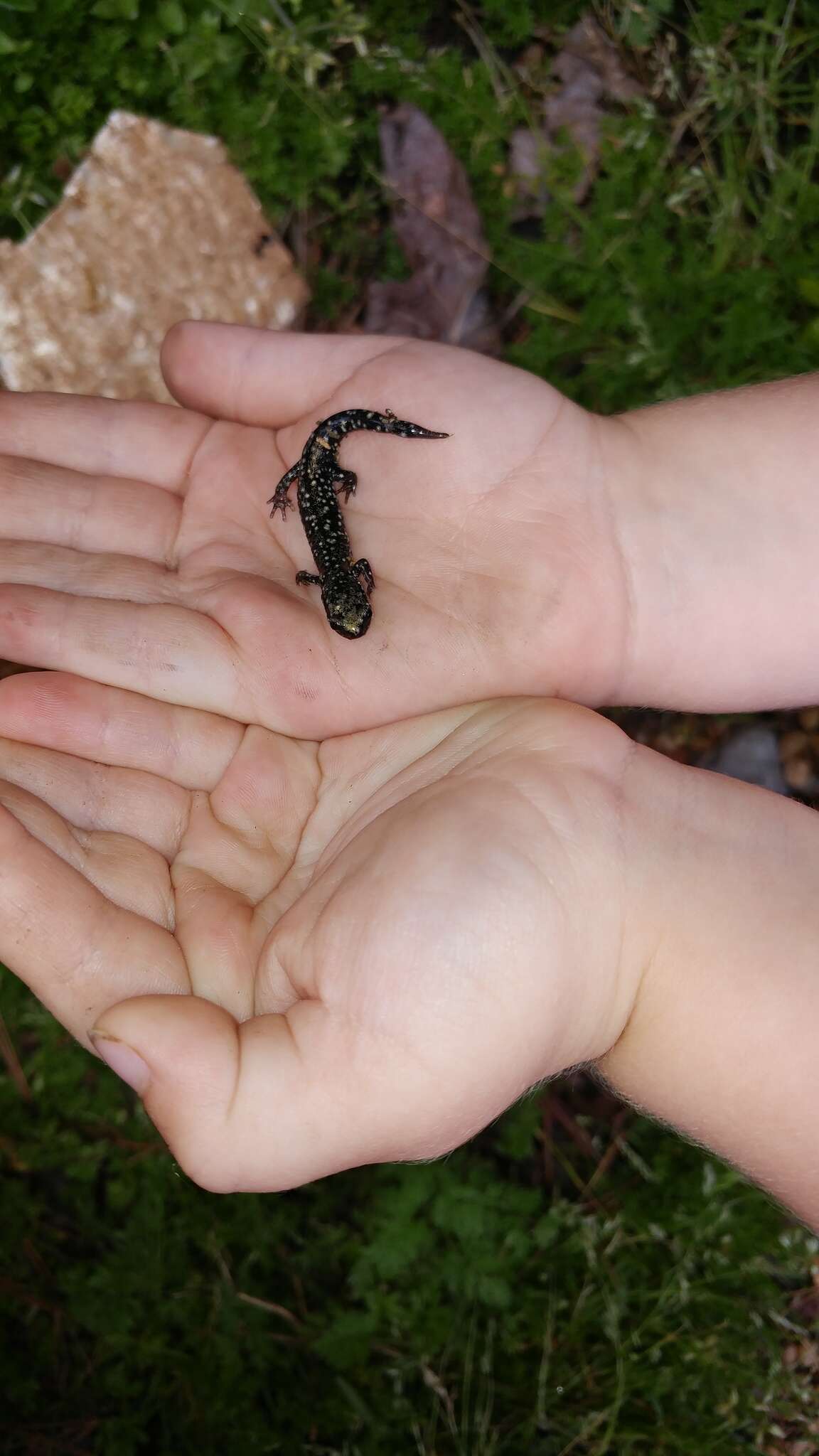 Image of Ainsworth's Salamander