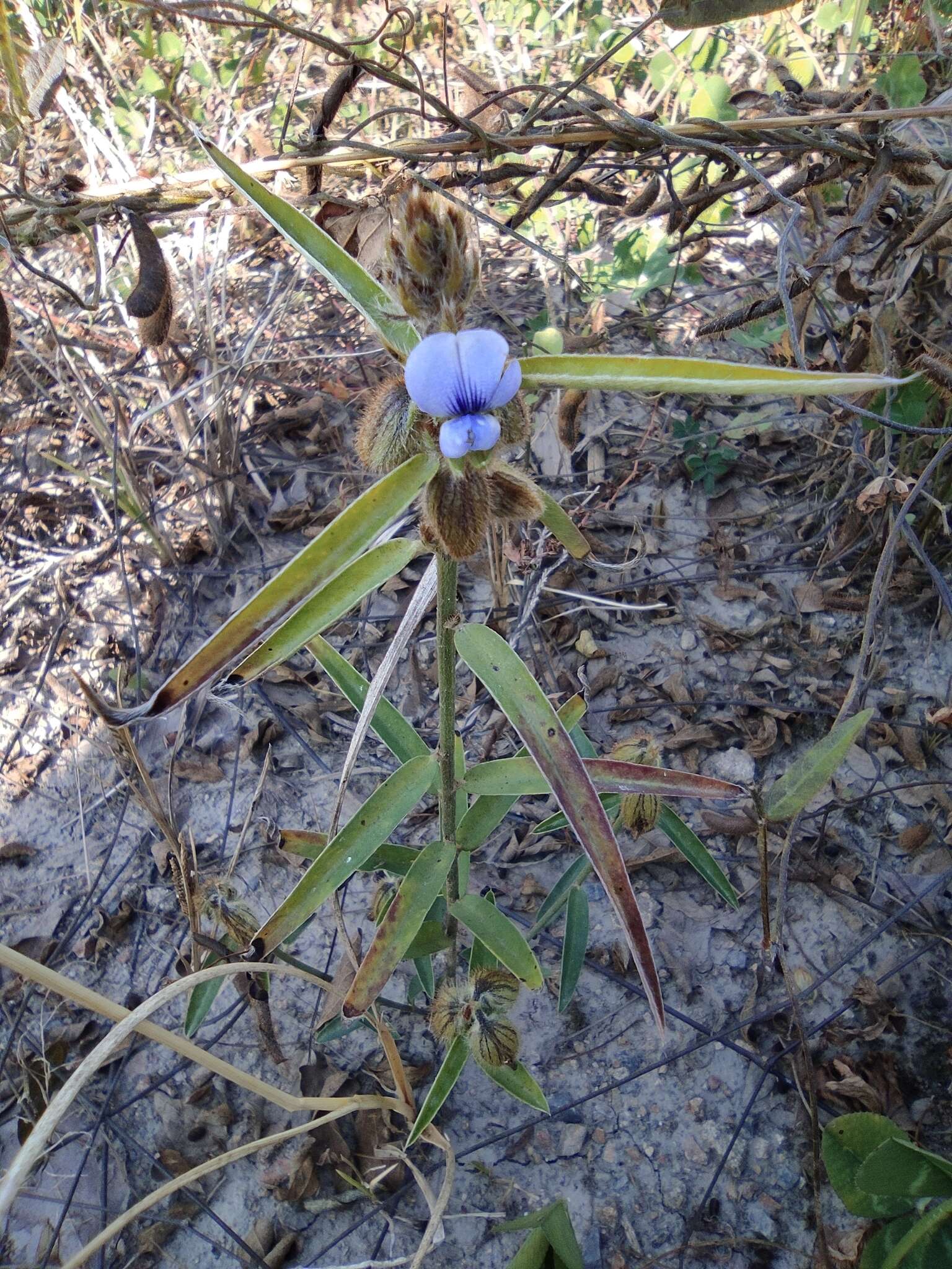 Image of Crotalaria sessiliflora L.