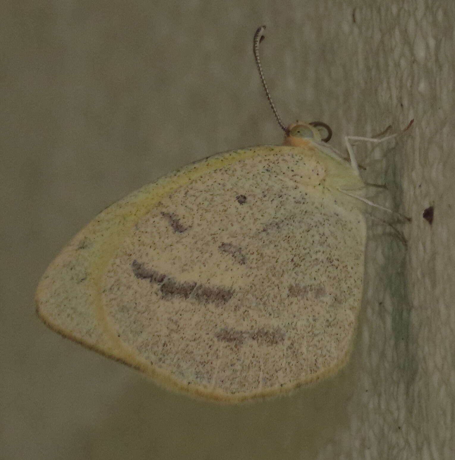 Слика од Eurema herla (Macleay 1826)