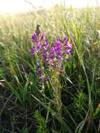 Image of Oxytropis ambigua (Pall.) DC.