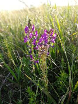 Image of Oxytropis ambigua (Pall.) DC.