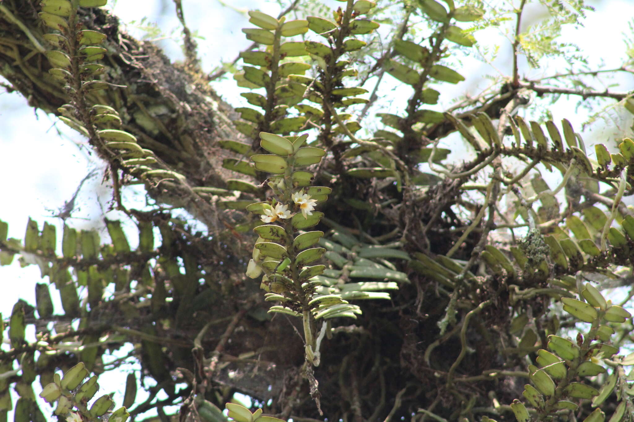 Image of Calyptrochilum