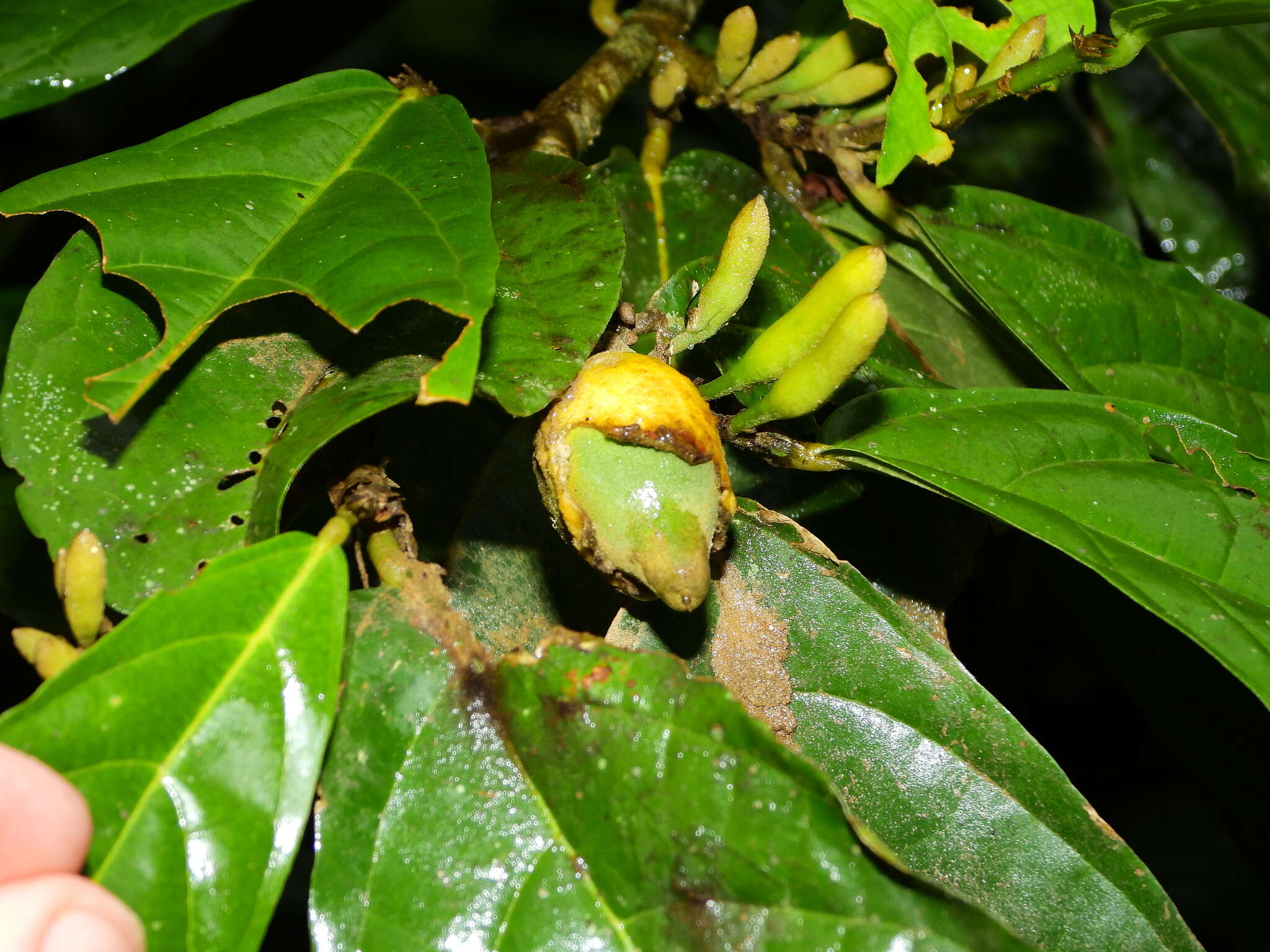 Image of Quararibea guianensis Aubl.