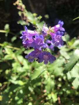 Image of serrulate penstemon