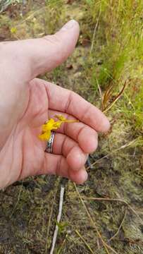 Image of horned bladderwort