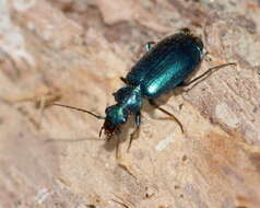 Image of Lebia (Lamprias) punctata Gebler 1843