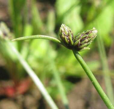 Image of Isolepis sororia Kunth