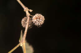 Image of black wattle