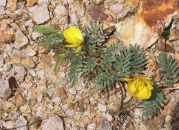 Chamaecrista serpens var. wrightii (A. Gray) H. S. Irwin & Barneby resmi