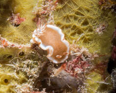 Image of Red-margined orange slug