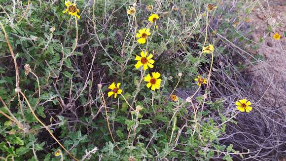 Sivun Encelia asperifolia (S. F. Blake) C. Clark & D. W. Kyhos kuva