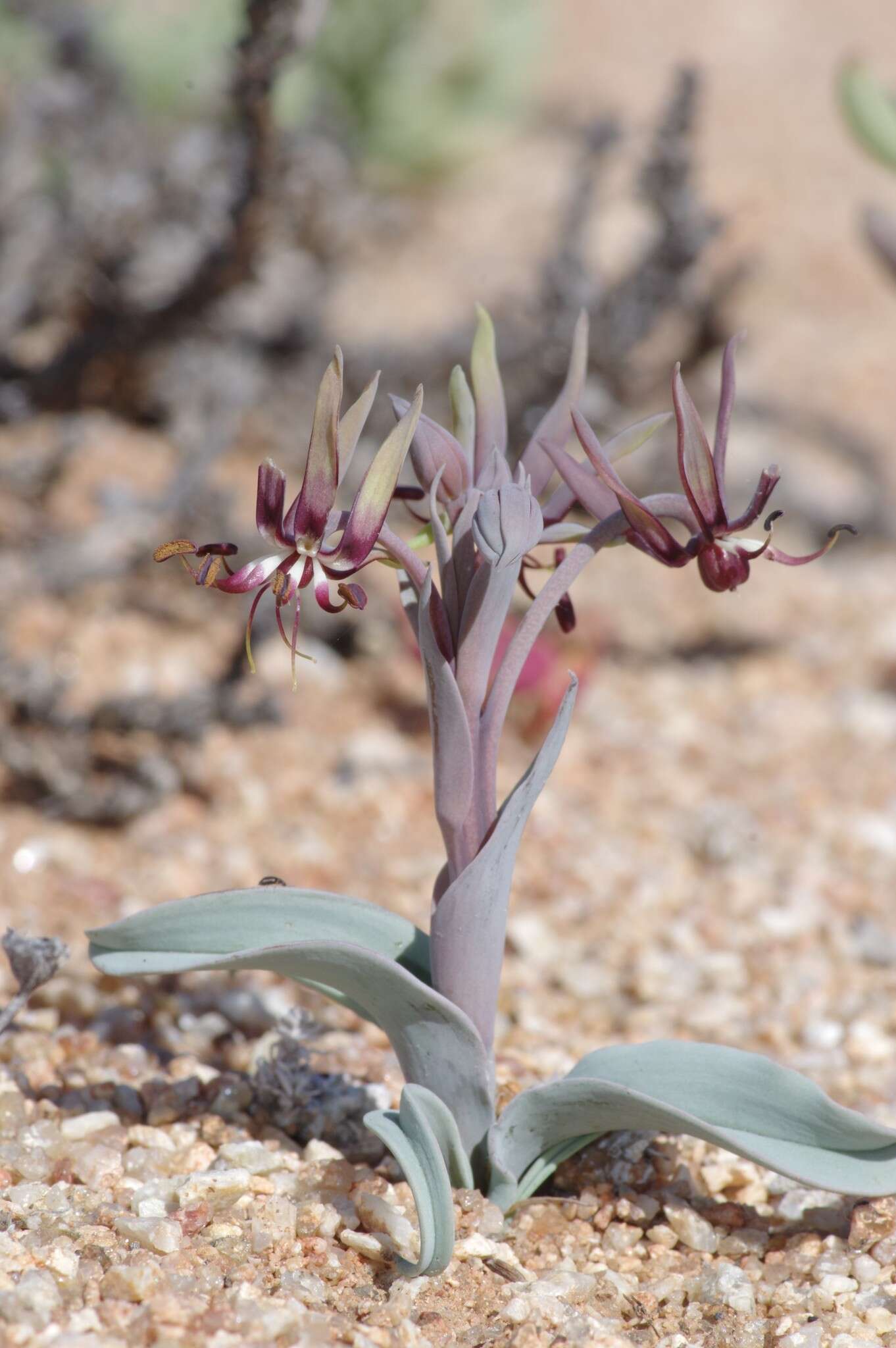 Image of Bird's tongue